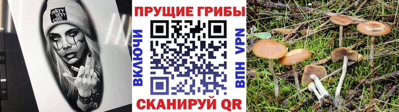 магазин продажи   Трубчевск  Псилоцибиновые грибы мицелий 